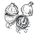 Capsule - Circumscissile